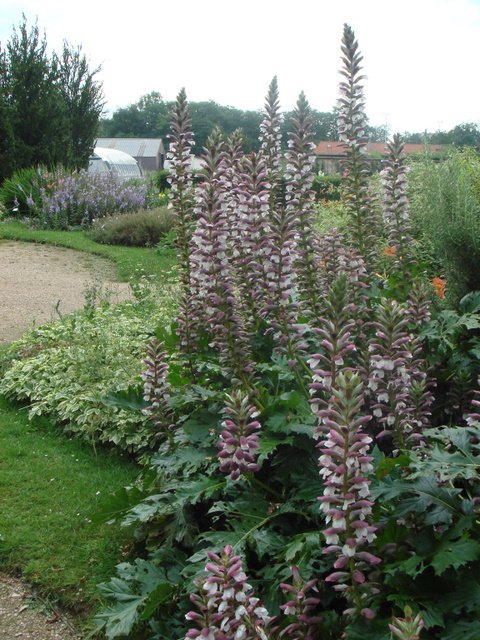 Acanthus mollis hampe florale
